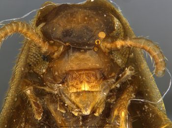 Media type: image;   Entomology 9023 Aspect: head frontal view
